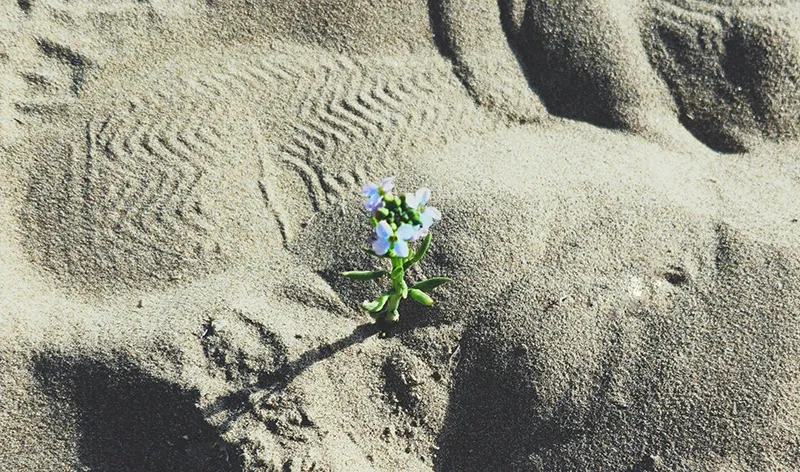 Ein einsames Blümchen im Sand steht sinnbildlich dafür, dass man Paartherapie auch einzeln beginnen kann. 
